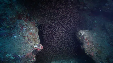 Ocean scenery enters cavern, loads of cardinalfish swarming around, distant Stock Footage 38315269
