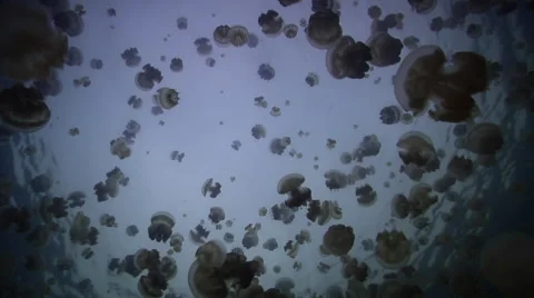 Ocean scenery looking up at large swarm of jellies, shot slowly ascends and Stock Footage 61923391