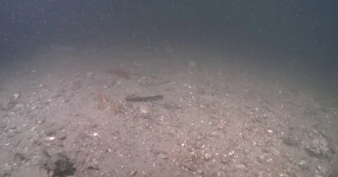 Ocean scenery, moving over field of smashed shells and heavily disturbed bottom Stock Footage 82605392
