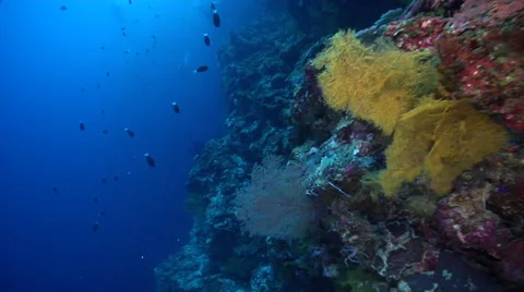 Ocean scenery nice soft and plate corals late in the shot, on protected deep Stock Footage 61931269