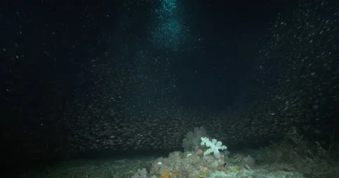 Ocean scenery nice young soft corals on the floor, on large cavern full of Stock Footage 61952154