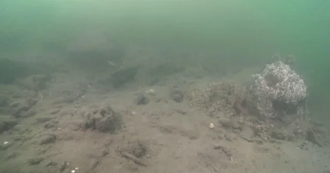 Ocean scenery, patch of good habitat sponge and coffee rocks, on sandy silty Video stock 82581203