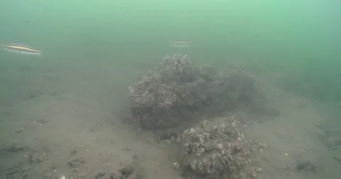 Ocean scenery, patch of mixed size coffee rocks and sponges, on sandy silty Stock Footage 82581354