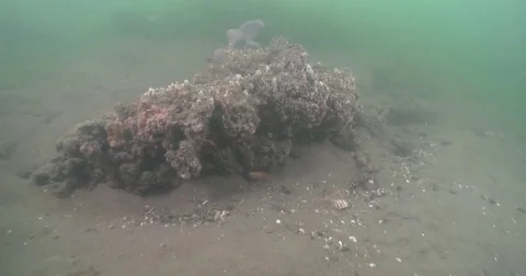 Ocean scenery, patch of mixed size coffee rocks and sponges, on sandy silty 스톡 동영상 82581425