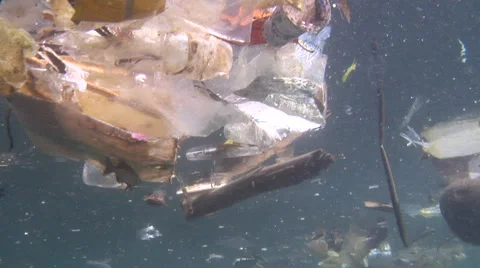 Ocean scenery rubbish and pollution, juvenile chub among floating plastic Stock Footage