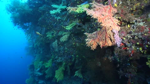 Ocean scenery stops at nice chironephthya patch, on deep wall, HD, UP17302 Video stock 62215221