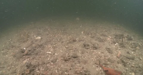 Ocean scenery, thick soupy green water devoid of fish, bottom devastated by Vidéo 82602890