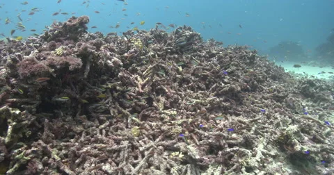 Ocean scenery very unhealthy reef covered in rubble and dead and dying coral, Stock Footage