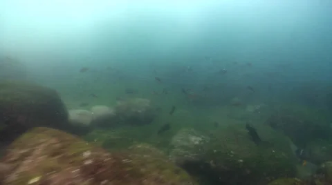 Ocean scenery wild conditions, tiny bubbles suspended, white water, fish feeding Stock Footage 38321598