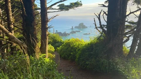 Ocean Sea Stacks Framed by Coastal Forest at Ecola State Park Stock Footage 341993111