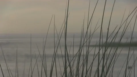 Ocean seagrass on Cape Cod Stock Footage 81928296