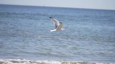 Ocean Seagull 240fps Slow Motion 動画素材 155651745