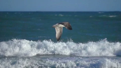 Ocean seagull slow motion Stock Footage 69969483