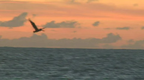 Ocean Seagulls Diving - 01 Stock Footage 622451