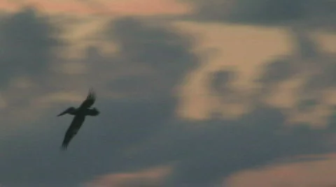 Ocean Seagulls Diving - 02 Stock Footage 622452