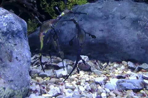 Ocean seahorses swimming underwater near bottom Stock Footage