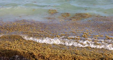 Ocean Seaweed In Daylight Waves Stock Footage 154965981