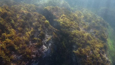 Ocean Seaweed Stock Footage 291502726