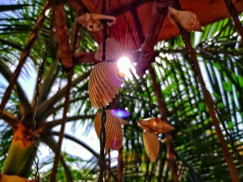 Ocean shell and skies Stock Photos