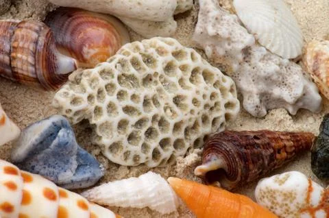 Ocean Shell Background Stock Photos