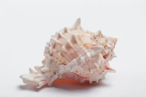 Ocean shell close up on white background 库存照片