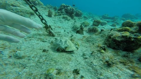 Ocean Shell with Crab Vidéo 71123451