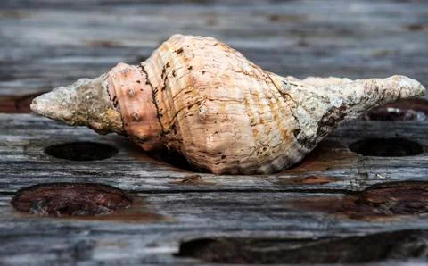 Ocean shell on the old board, corroded by sea salt Stock Photos