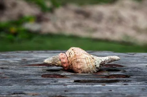 Ocean shell on the old board, corroded by sea salt Stock Photos