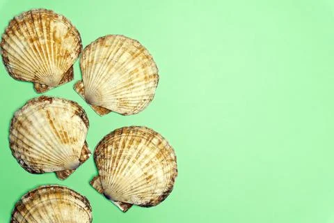 Ocean shell or seashell isolated on colored background. Shell texture, minimal Stock Photos