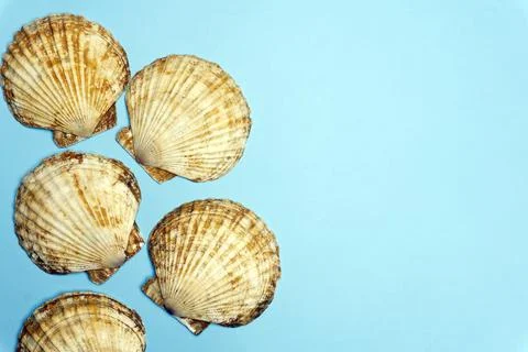 Ocean shell or seashell isolated on colored background. Shell texture, minimal Stock Photos