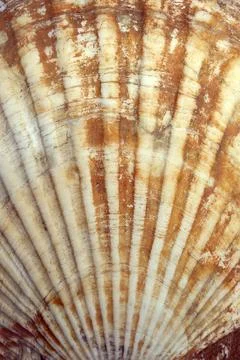 Ocean shell or seashell isolated on colored background. Shell texture, minimal Stock Photos