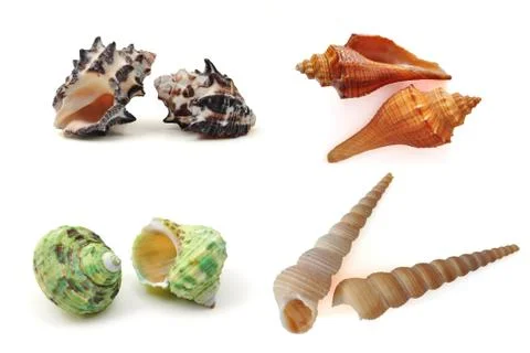Ocean shell Stock Photos