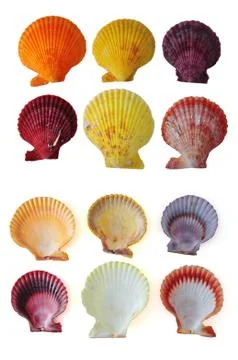 Ocean shell Stock Photos