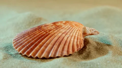 Ocean shell on sand, blue light, close up, rotation Stock Footage 54224655