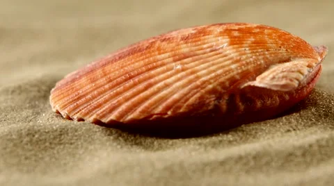Ocean shell on sand, close up, rotation Stock Footage 54224536