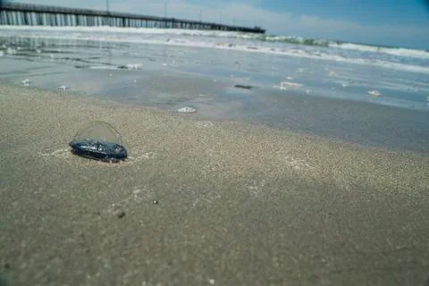 Ocean Shell on the Sand Stock Photos