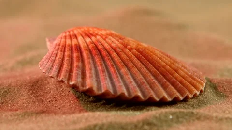 Ocean shell on sand, pink light, close up, rotation Stock Footage 54224578
