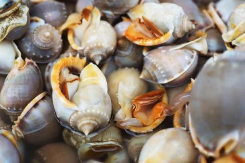 Ocean shellfish on market Stock Photos