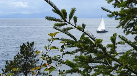 Ocean Shore - Close Forest Tree &amp; Far Passing Sailboat 動画素材 52798842