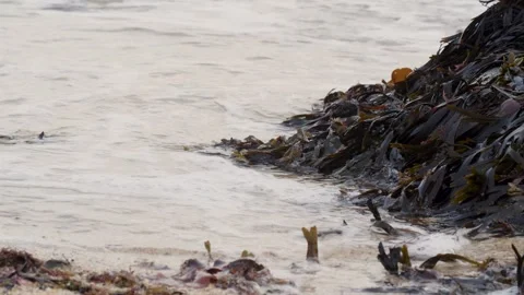 Ocean shore with lots of washed up algae, close-up Stock Footage 249205320