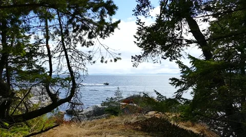 Ocean Shore - Windy Pine Forest &amp; Passing Motor Boat - 02 Stock Footage 52804629