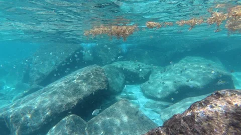 Ocean small fish near rocks underwater Stock-Footage 337847537