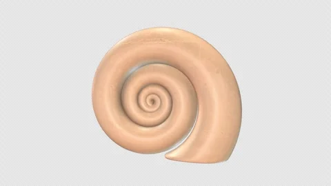 Ocean Snail Shell Rotating on a Transparent Background. Seamless Loop. 4K Stock Footage 295118633