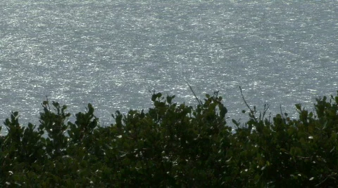 Ocean sparkling with shrubs in foreground Stock Footage 652358