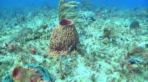 Ocean Sponge Stock Footage 10712291