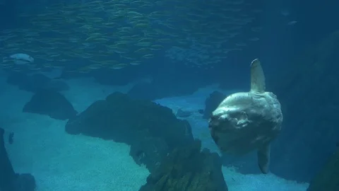 Ocean Sunfish Swimming With School Of Fi... | Stock Video | Pond5