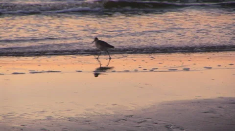Ocean Sunrise Bird Stock Footage 33129114