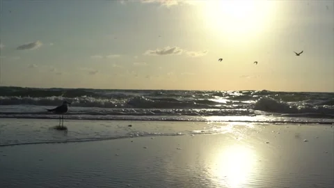 Ocean Sunrise Birds Nature 120fps Stock Footage