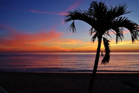 Ocean Sunrise with Palm Tree Silhouette 库存照片