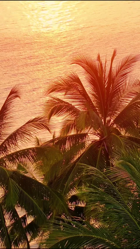 Ocean Sunrise, sunset view of Palm tree Stock Video Pond5